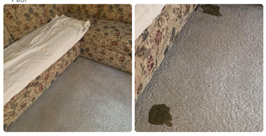 Carpet Cleaning Before After Dog Puke